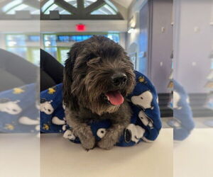 Shih Tzu-Unknown Mix Dogs for adoption in Rancho Cucamonga, CA, USA