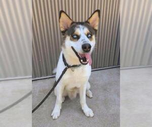 Akita-Siberian Husky Mix Dogs for adoption in Sacramento, CA, USA