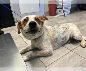Mutt Dogs for adoption in Grand Prairie, TX, USA