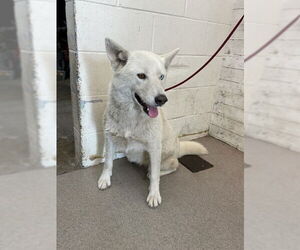 Siberian Husky Dogs for adoption in San Bernardino, CA, USA