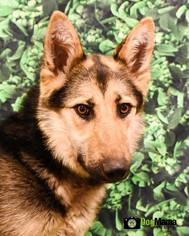 German Shepherd Dog-Unknown Mix Dogs for adoption in Cokato, MN, USA