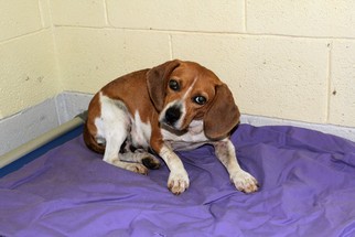 Beagle Dogs for adoption in Frenchburg, KY, USA