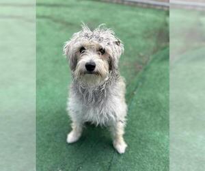 Mutt Dogs for adoption in Redlands, CA, USA