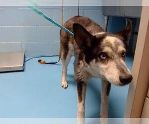 Siberian Husky Dogs for adoption in Moreno Valley, CA, USA
