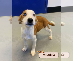 Mutt Dogs for adoption in Brooklyn, NY, USA