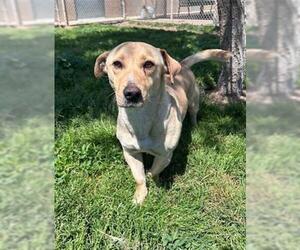 Labrador Retriever-Unknown Mix Dogs for adoption in Modesto, CA, USA