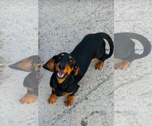 Dachshund Dogs for adoption in York, SC, USA