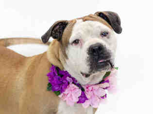 American Staffordshire Terrier Dogs for adoption in Orlando, FL, USA