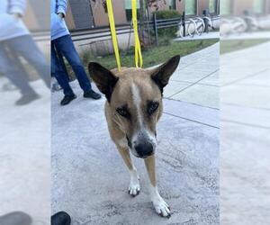 Huskies -Unknown Mix Dogs for adoption in Houston, TX, USA