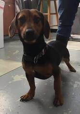 Dachshund Dogs for adoption in Southampton, NY, USA