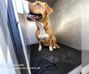 American Staffordshire Terrier-Unknown Mix Dogs for adoption in San Antonio, TX, USA