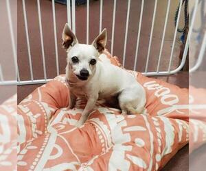 Chihuahua Dogs for adoption in Wadena, MN, USA