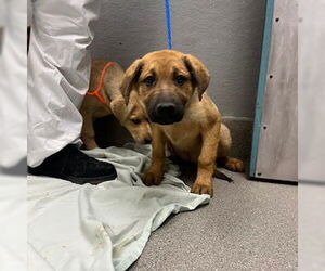 Chow Chow-Golden Retriever Mix Dogs for adoption in Las Vegas, NV, USA