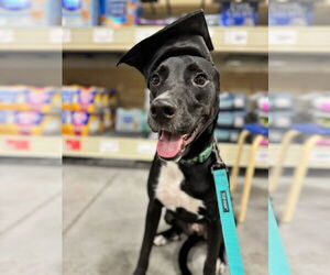Labrador Retriever-Unknown Mix Dogs for adoption in Tampa, FL, USA