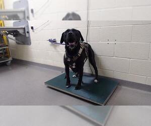 American Pit Bull Terrier-Labrador Retriever Mix Dogs for adoption in Denver, CO, USA