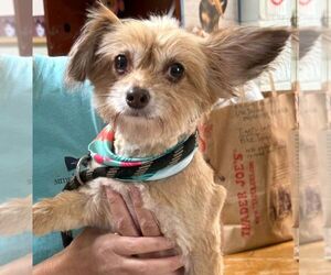 Medium Photo #1 Chihuahua Puppy For Sale in Staley, NC, USA