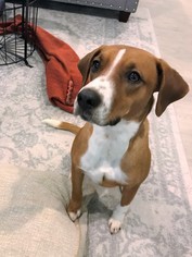 Beagle-Unknown Mix Dogs for adoption in Englewood, CO, USA