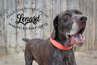 German Shorthaired Pointer Dogs for adoption in Cheyenne, WY, USA