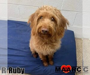 Mutt Dogs for adoption in Maryville, TN, USA