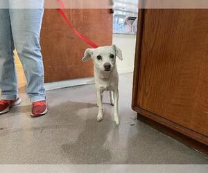 Mutt Dogs for adoption in Pasadena, CA, USA