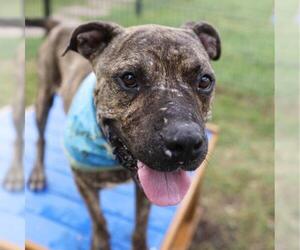 American Staffordshire Terrier Dogs for adoption in San Antonio, TX, USA