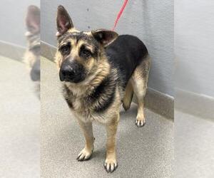 German Shepherd Dog-Unknown Mix Dogs for adoption in Las Vegas, NV, USA