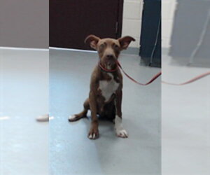 Mutt Dogs for adoption in Fayetteville, NC, USA
