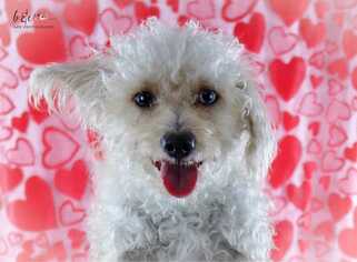 Poodle (Miniature)-Unknown Mix Dogs for adoption in Bronx, NY, USA