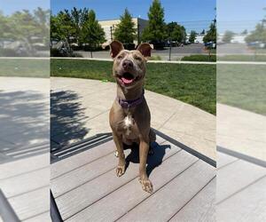Mutt Dogs for adoption in Elk Grove, CA, USA