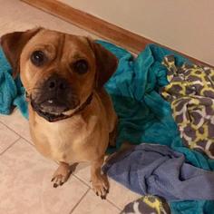Puggle Dogs for adoption in Chicopee, MA, USA