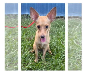 Chihuahua-Unknown Mix Dogs for adoption in Virginia Beach, VA, USA