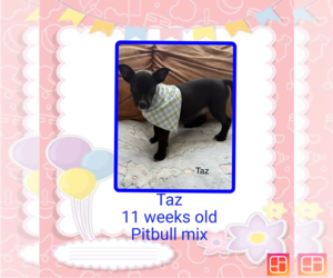 American Pit Bull Terrier-Labrador Retriever Mix Dogs for adoption in Brooksville, FL, USA