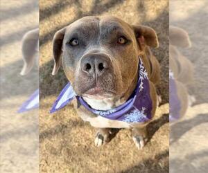 Mutt Dogs for adoption in Tulsa, OK, USA