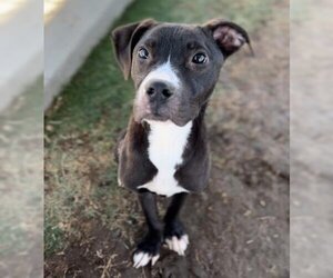American Pit Bull Terrier-Unknown Mix Dogs for adoption in Bakersfield, CA, USA