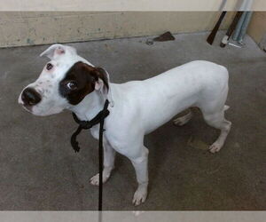 American Pit Bull Terrier-Unknown Mix Dogs for adoption in Downey, CA, USA