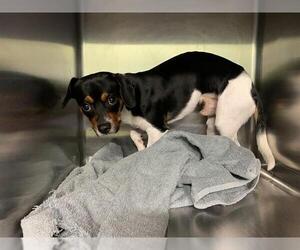 Mutt Dogs for adoption in Grand Prairie, TX, USA