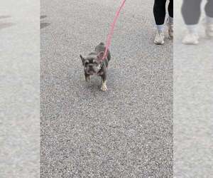 French Bulldog Dogs for adoption in Hillsboro, NH, USA