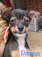 Rat-Cha Dogs for adoption in Katy, TX, USA
