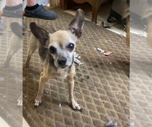 Chihuahua Dogs for adoption in Rock Hill, SC, USA