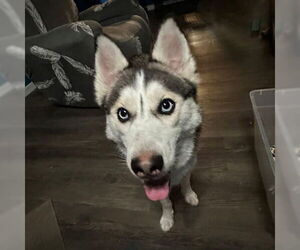 Siberian Husky Dogs for adoption in Omaha, NE, USA