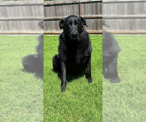 Labrador Retriever-Unknown Mix Dogs for adoption in Great Bend, KS, USA