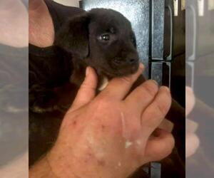 Labrador Retriever-Unknown Mix Dogs for adoption in Dunnellon, FL, USA