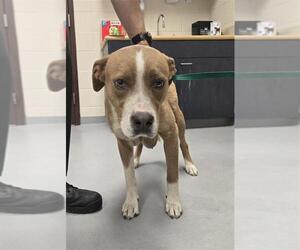 American Pit Bull Terrier-Unknown Mix Dogs for adoption in Fayetteville, NC, USA