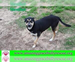 German Shepherd Dog Dogs for adoption in Pensacola, FL, USA