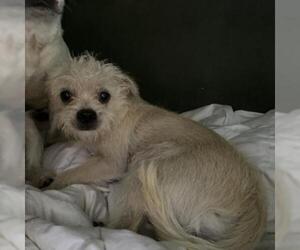 Cairn Terrier Dogs for adoption in Freeport, FL, USA