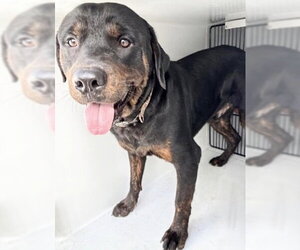 Rottweiler Dogs for adoption in Houston, TX, USA
