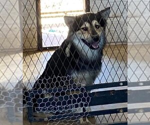 Huskies -Unknown Mix Dogs for adoption in Phoenix, AZ, USA