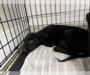 Australian Shepherd-Unknown Mix Dogs for adoption in Naples, FL, USA