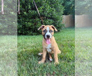 Boxer-Staffordshire Bull Terrier Mix Dogs for adoption in Holly Springs, NC, USA