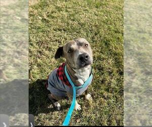 American Pit Bull Terrier Dogs for adoption in Conroe, TX, USA